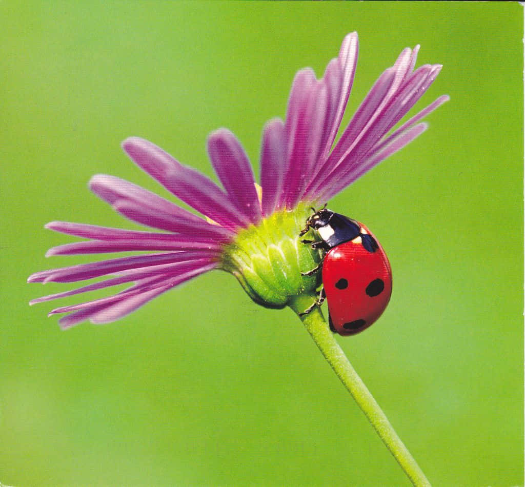 ladybug 桌布 壁紙 — 一隻鮮紅色的瓢蟲帶有黑色斑點，棲息在紫色雛菊上，背景是柔和的綠色。
