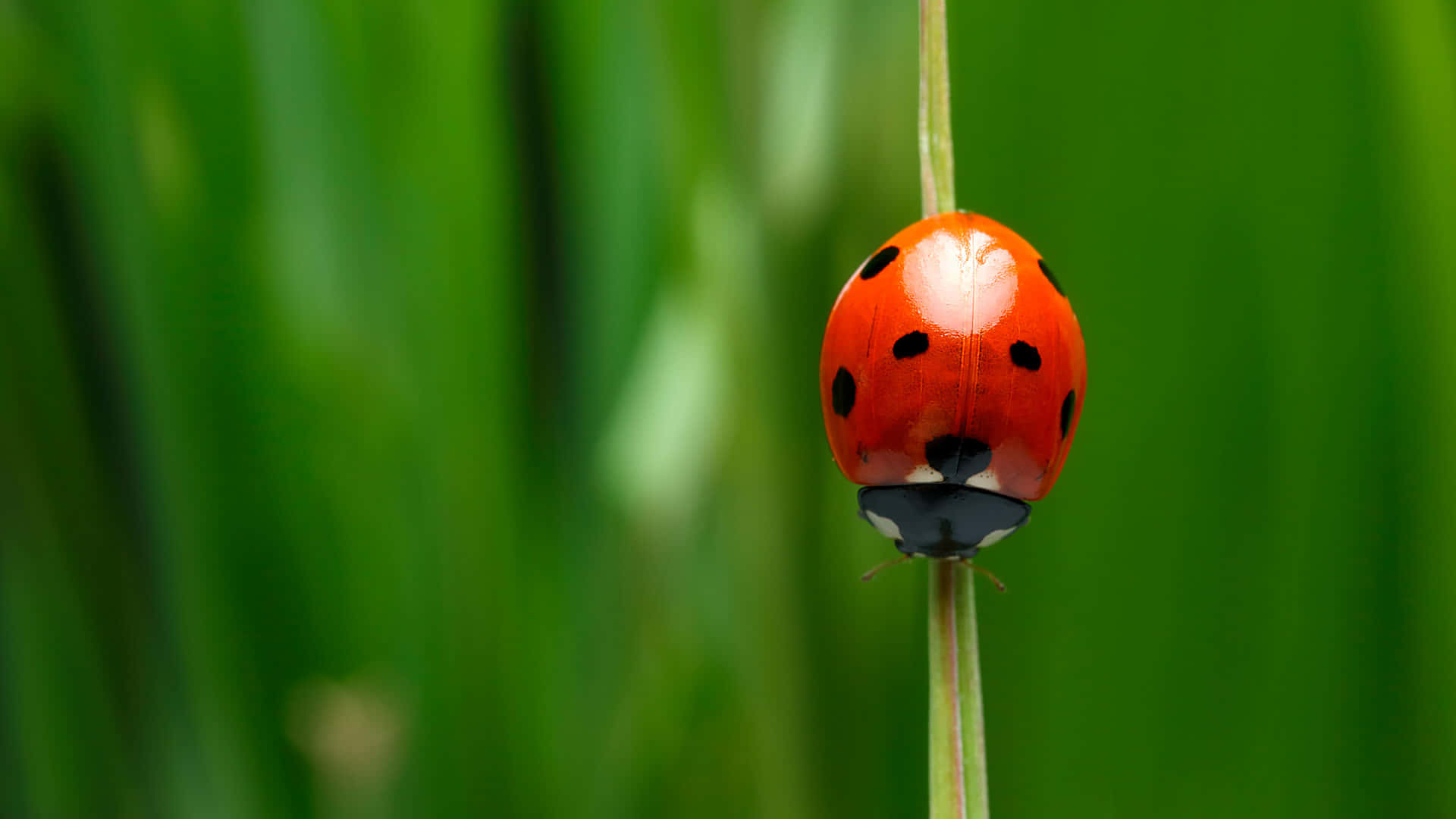 ladybug 桌布 壁紙 — 一隻鮮紅色的瓢蟲帶有黑色斑點，緊貼在纖細的綠色莖上，背景是柔和模糊的綠色。