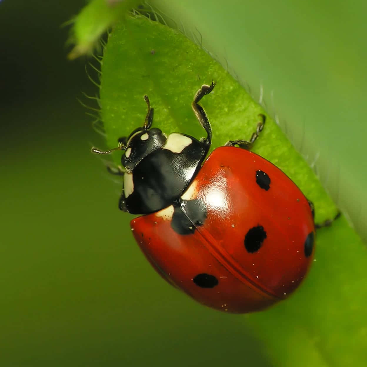 ladybug 桌布 壁紙 — 一隻鮮紅色的瓢蟲帶有黑色斑點，緊貼在一片毛茸茸的綠葉上，是自然界的特寫鏡頭。