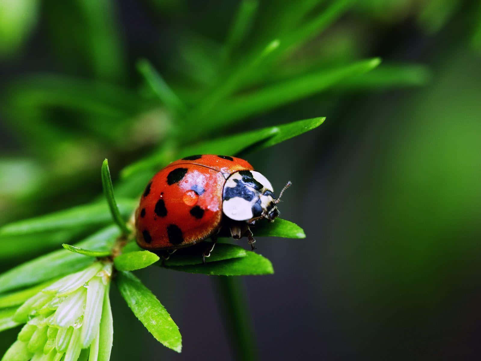 Insects 桌布 壁紙 — 一隻鮮紅色的瓢蟲帶有黑色斑點，輕輕地棲息在明亮的綠色松針上，背景是柔和模糊的森林。