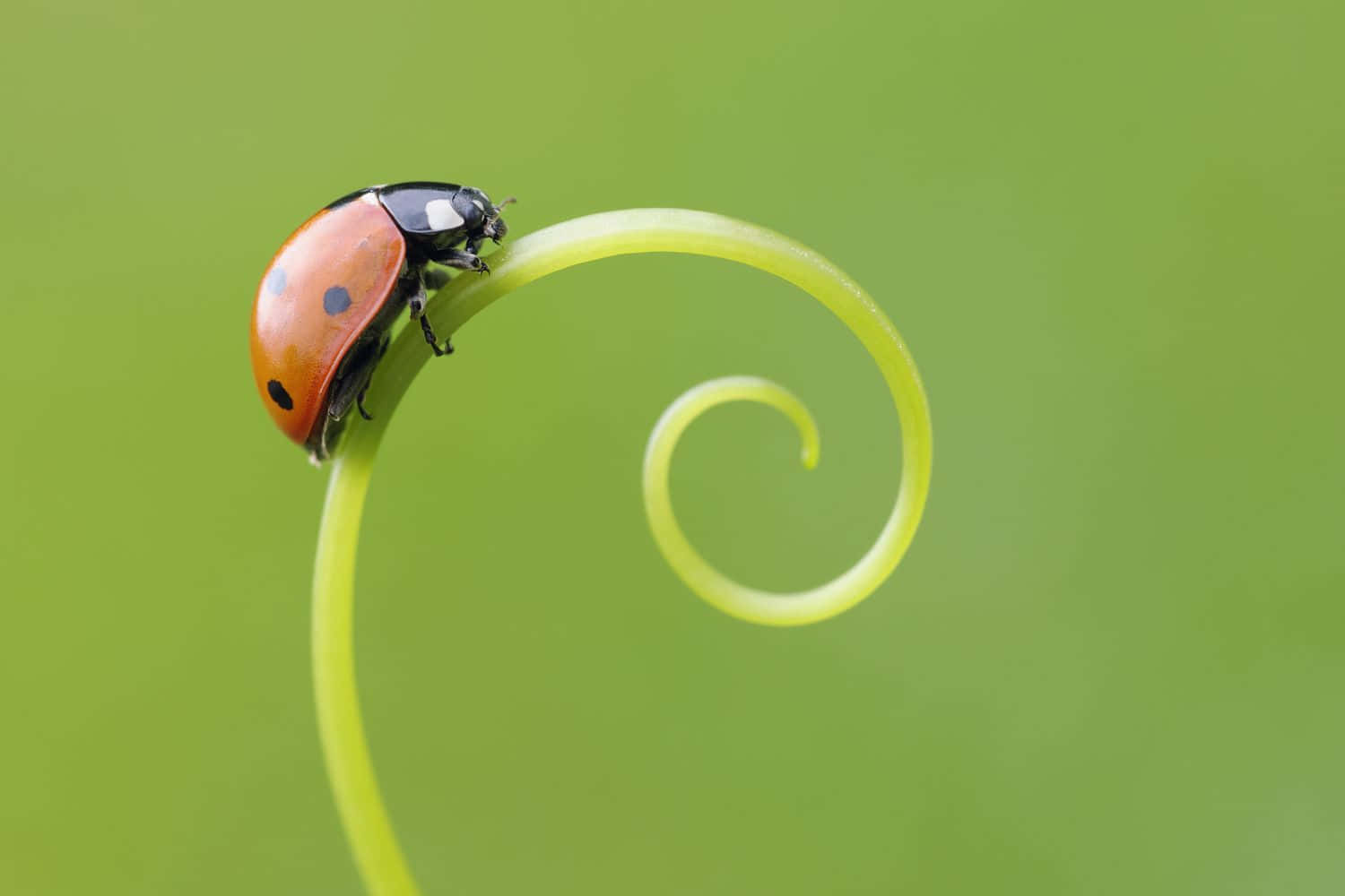 ladybug 桌布 壁紙 — 一隻鮮紅色的瓢蟲帶有黑色斑點，輕輕地棲息在明亮的綠色螺旋卷鬚上，背景是柔和的綠色。