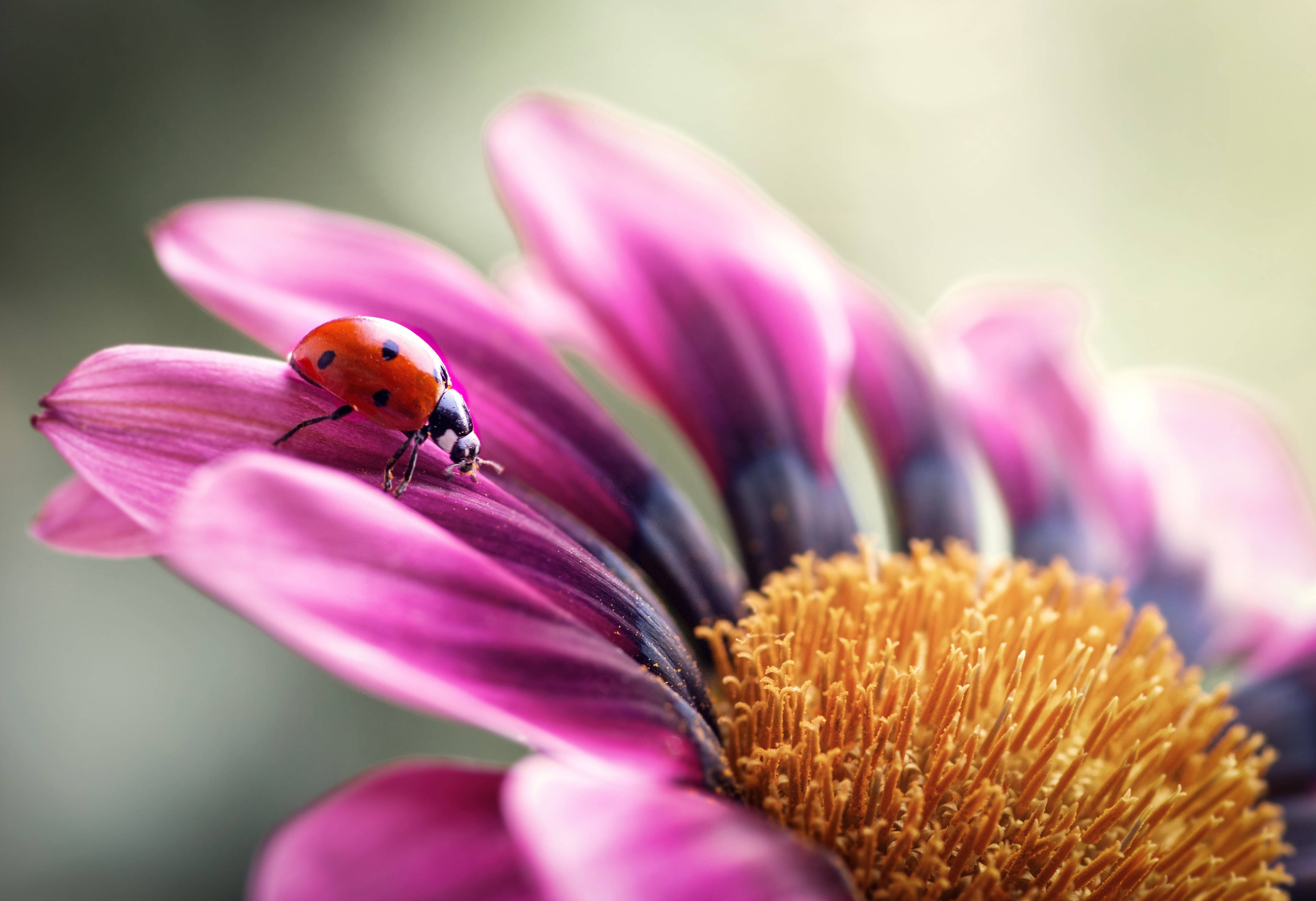 ladybug 桌布 壁紙 — 一隻鮮紅色的瓢蟲帶有黑色斑點，輕輕停在一朵帶有金色中心的柔軟粉紅色花瓣上。