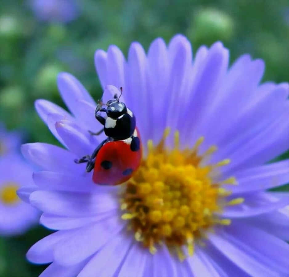 ladybug 桌布 壁紙 — 一隻鮮紅色的瓢蟲帶有黑色斑點，輕輕停在一朵帶有亮黃色中心的紫色花上。