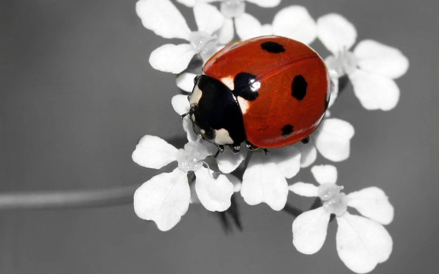ladybug 桌布 壁紙 — 一隻鮮紅色的瓢蟲帶有黑色斑點，輕輕停在白色花朵上，背景是柔和的灰色。