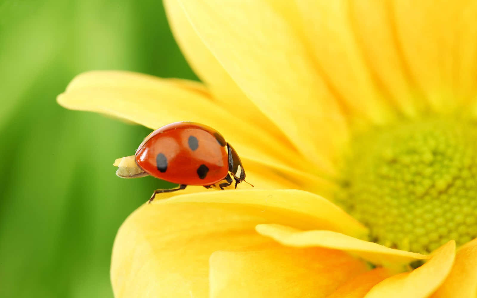 Spring Ladybugs 桌布 壁紙 — 一隻鮮紅色的瓢蟲帶有黑色斑點，輕輕地停在一片鮮黃色的花瓣上，背景是柔和的綠色。