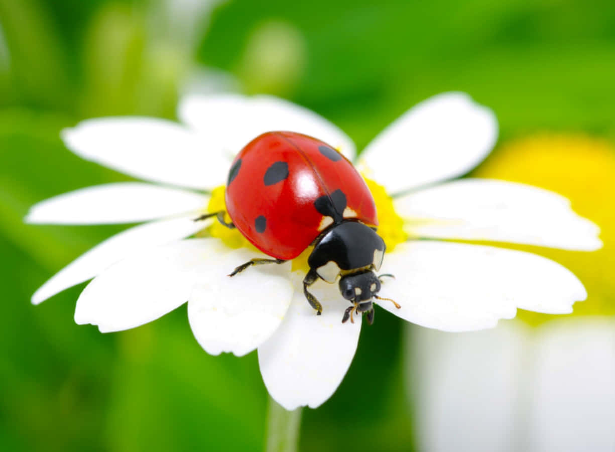 ladybug 桌布 壁紙 — 一隻鮮紅色的瓢蟲帶有黑色斑點，輕柔地停在一朵黃色花心的白色雛菊上。