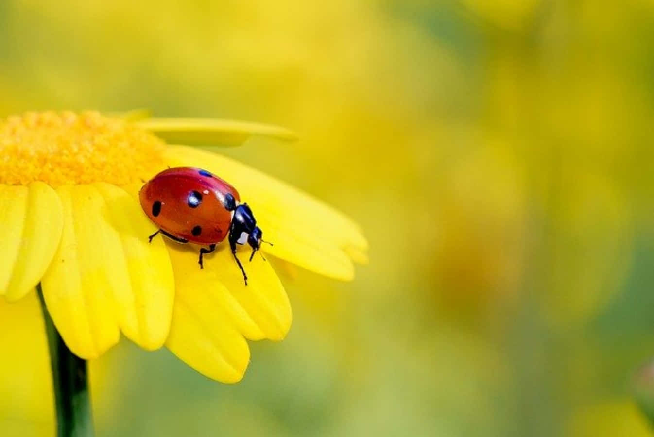 ladybug 桌布 壁紙 — 一隻鮮紅色的瓢蟲帶有黑色斑點，輕柔地棲息在明亮的黃色雛菊花瓣上，背景是柔和模糊的綠色。