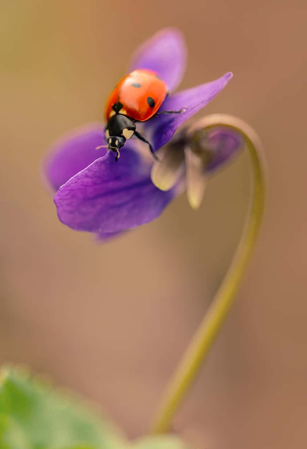Spring Ladybugs 桌布 壁紙 — 一隻鮮紅色的瓢蟲帶有黑色斑點，輕柔地停在一朵柔軟的紫色紫羅蘭花上，背景溫暖而模糊。