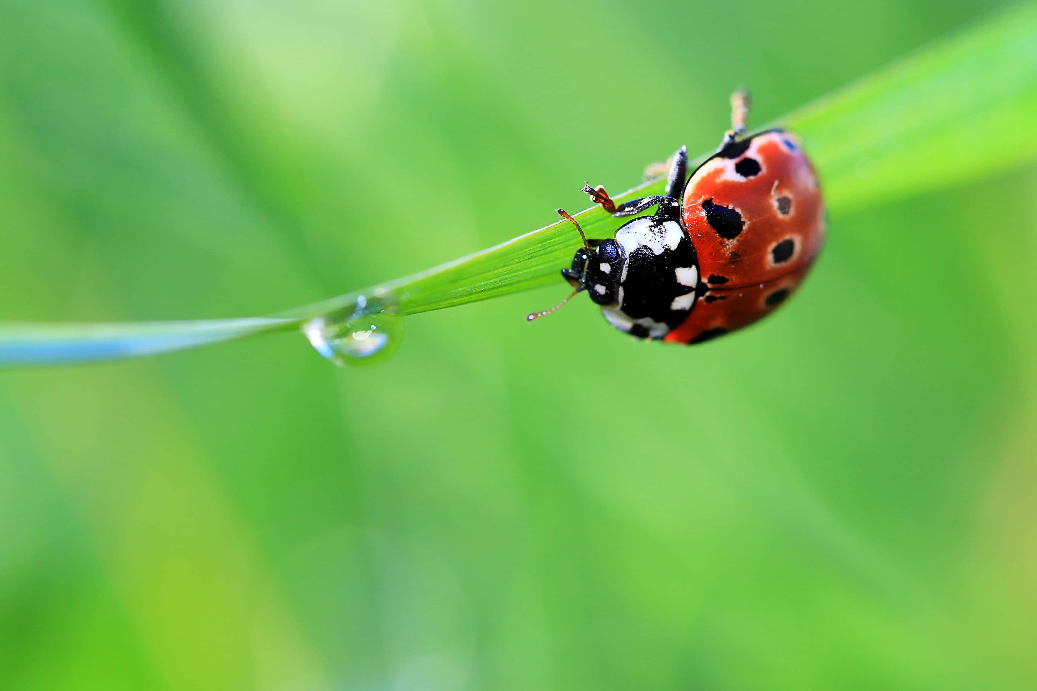 ladybug 桌布 壁紙 — 一隻鮮紅色的瓢蟲帶有黑色斑點，輕輕停在一根沾滿露水的綠色草葉上。