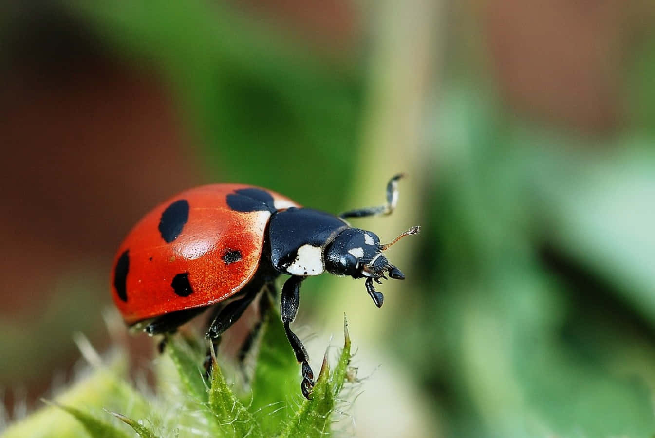 ladybug 桌布 壁紙 — 一隻鮮紅色的瓢蟲帶有黑色斑點，輕輕停在一張毛茸茸的綠色葉子上，背景是柔和模糊的自然環境。