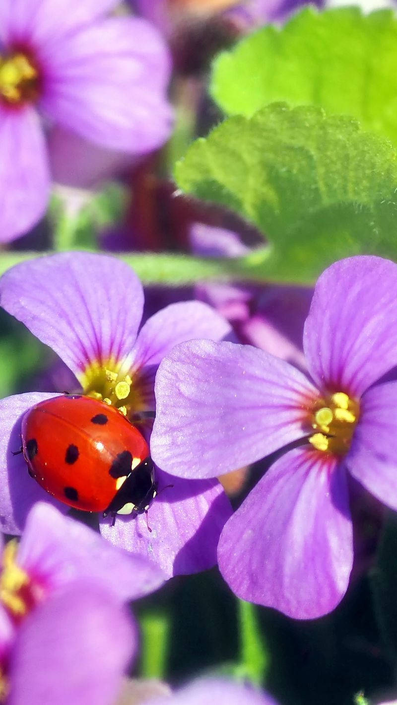 ladybug 桌布 壁紙 — 一隻鮮紅色的瓢蟲帶有黑色斑點，輕輕地停在一朵黃色中心的紫色花上。