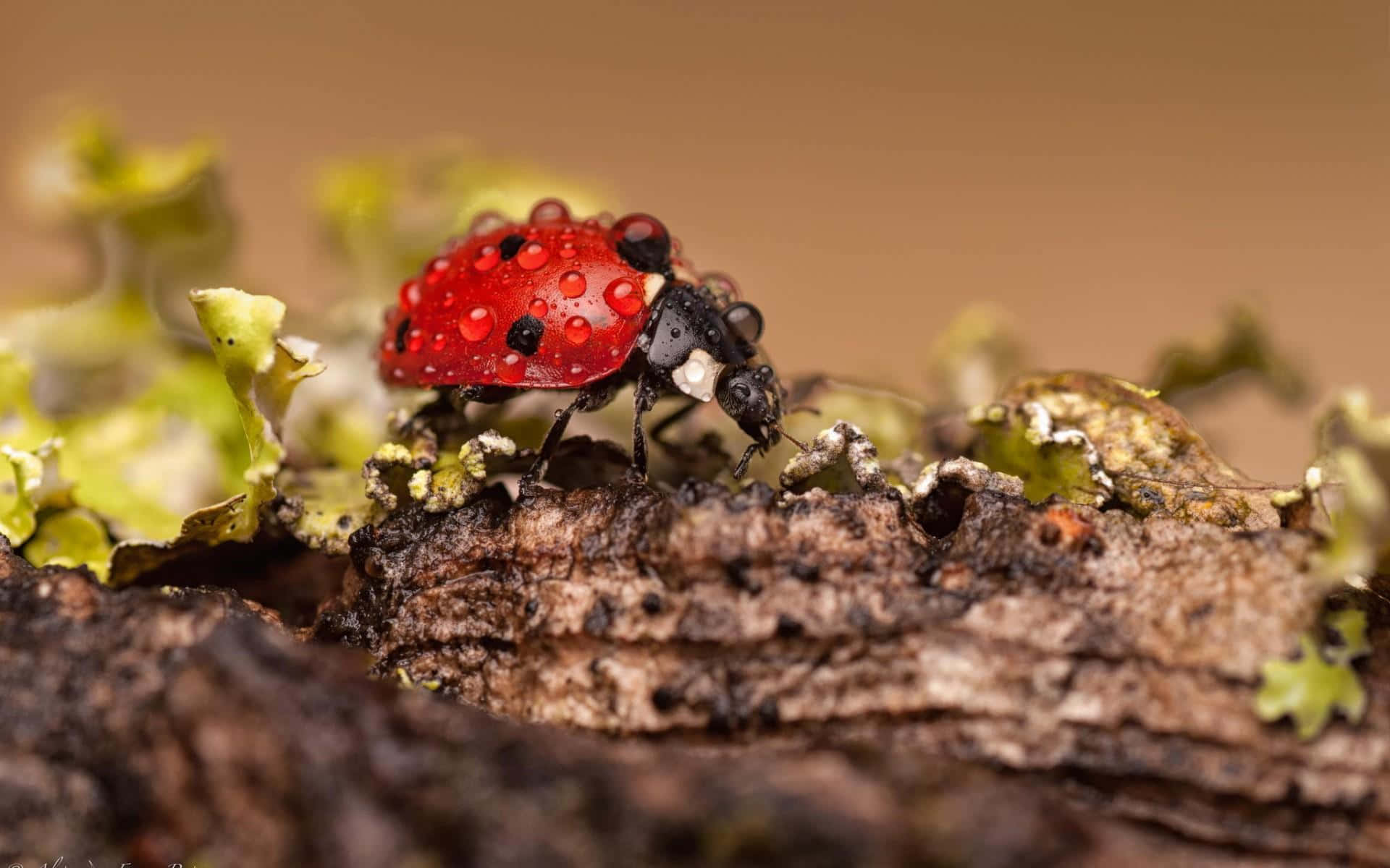 ladybug 桌布 壁紙 — 一隻鮮紅色的瓢蟲帶著露珠，在長滿綠色地衣的紋理樹皮上爬行。