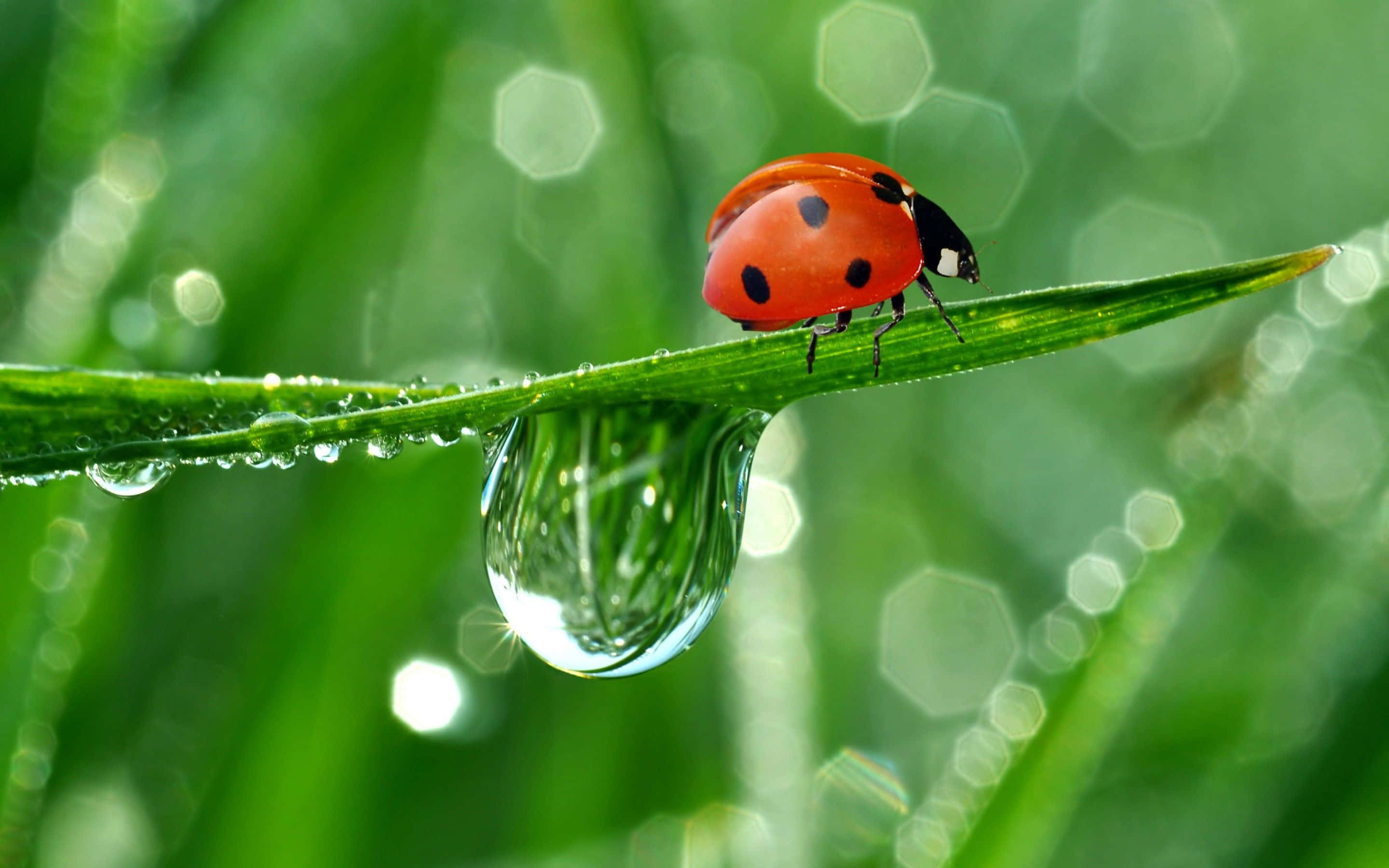 ladybug 桌布 壁紙 — 一隻鮮紅色的瓢蟲棲息在一片沾滿露水的綠葉上，下方懸掛著一顆閃閃發亮的水珠。
