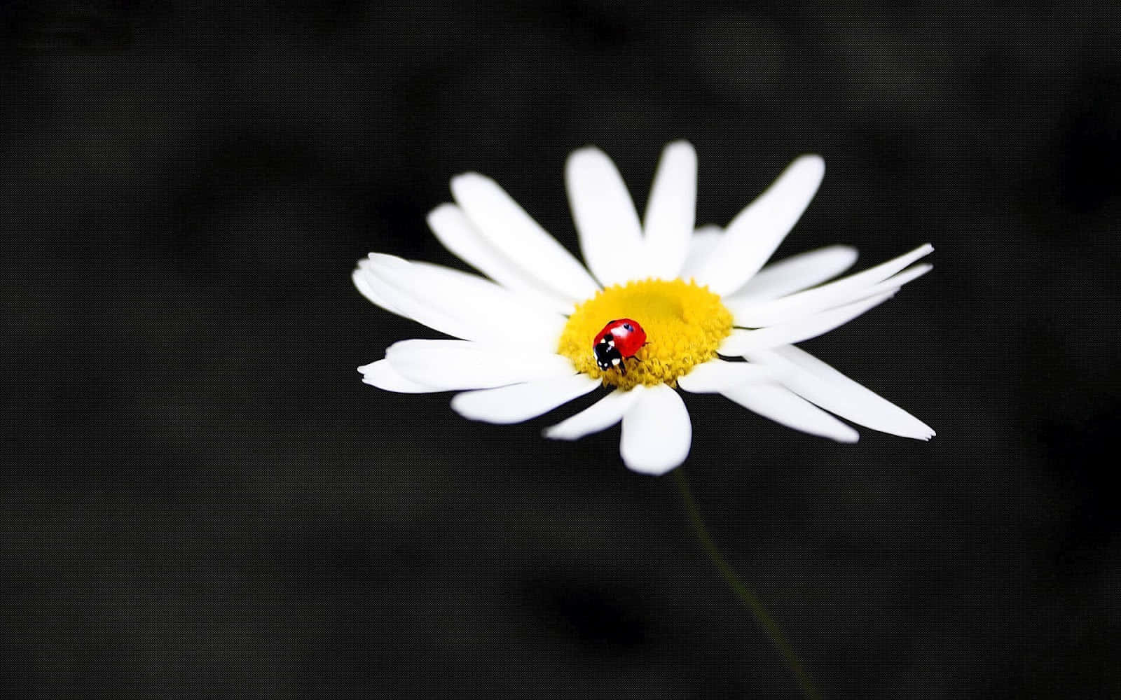 ladybug 桌布 壁紙 — 一隻鮮紅色的瓢蟲棲息在白色雛菊的亮黃色中心上，背景是純黑色。