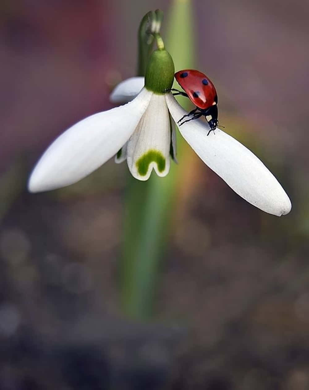 Spring Ladybugs 桌布 壁紙 — 一隻鮮紅色的瓢蟲輕輕停在一朵中心呈綠色的純白雪花蓮上。