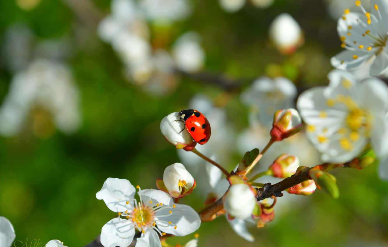 Spring Ladybugs 桌布 壁紙 — 一隻鮮紅色的瓢蟲輕輕停在一朵白色花朵上，背景是柔和焦點的春日花園。