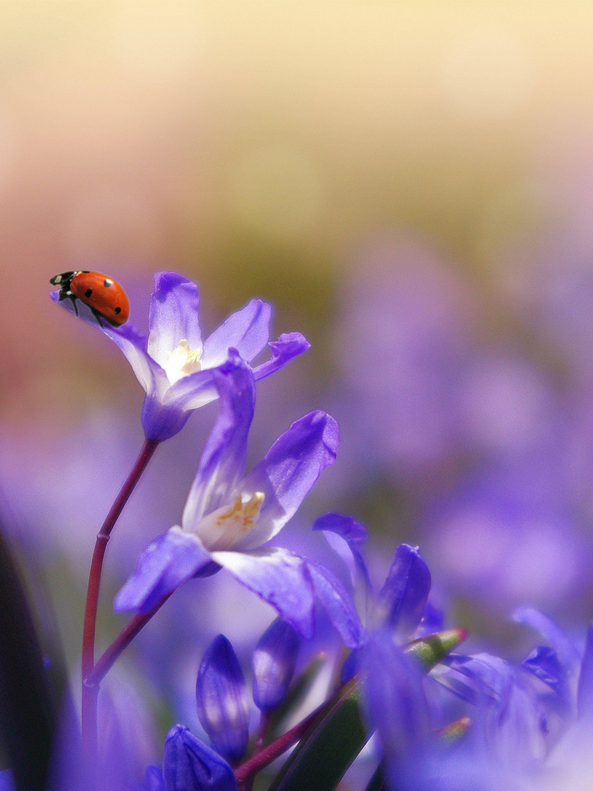 ladybug 桌布 壁紙 — 一隻鮮紅色的瓢蟲輕輕地停在一朵帶有白色中心的紫色花朵上，背景柔和模糊。