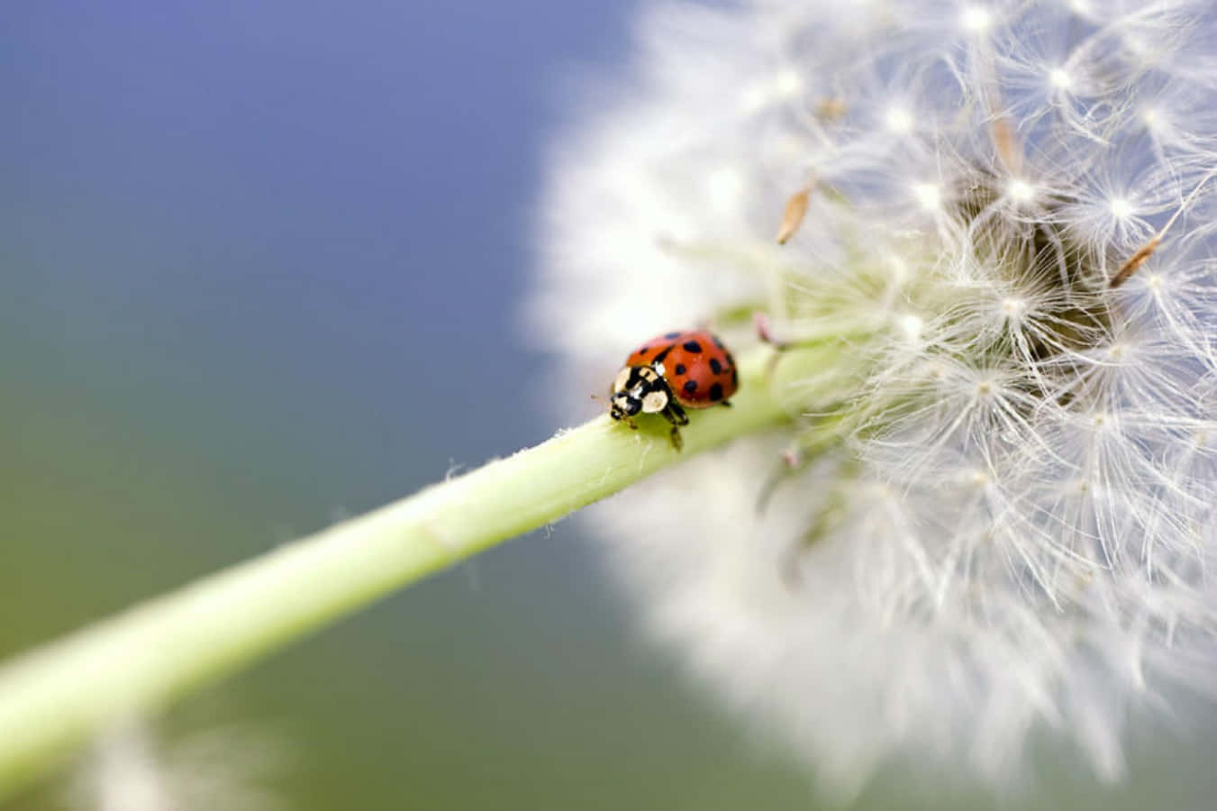 ladybug 桌布 壁紙 — 一隻鮮紅色的瓢蟲輕輕地停在柔軟藍色背景下一朵蓬鬆白色蒲公英種子頭的綠色莖上。