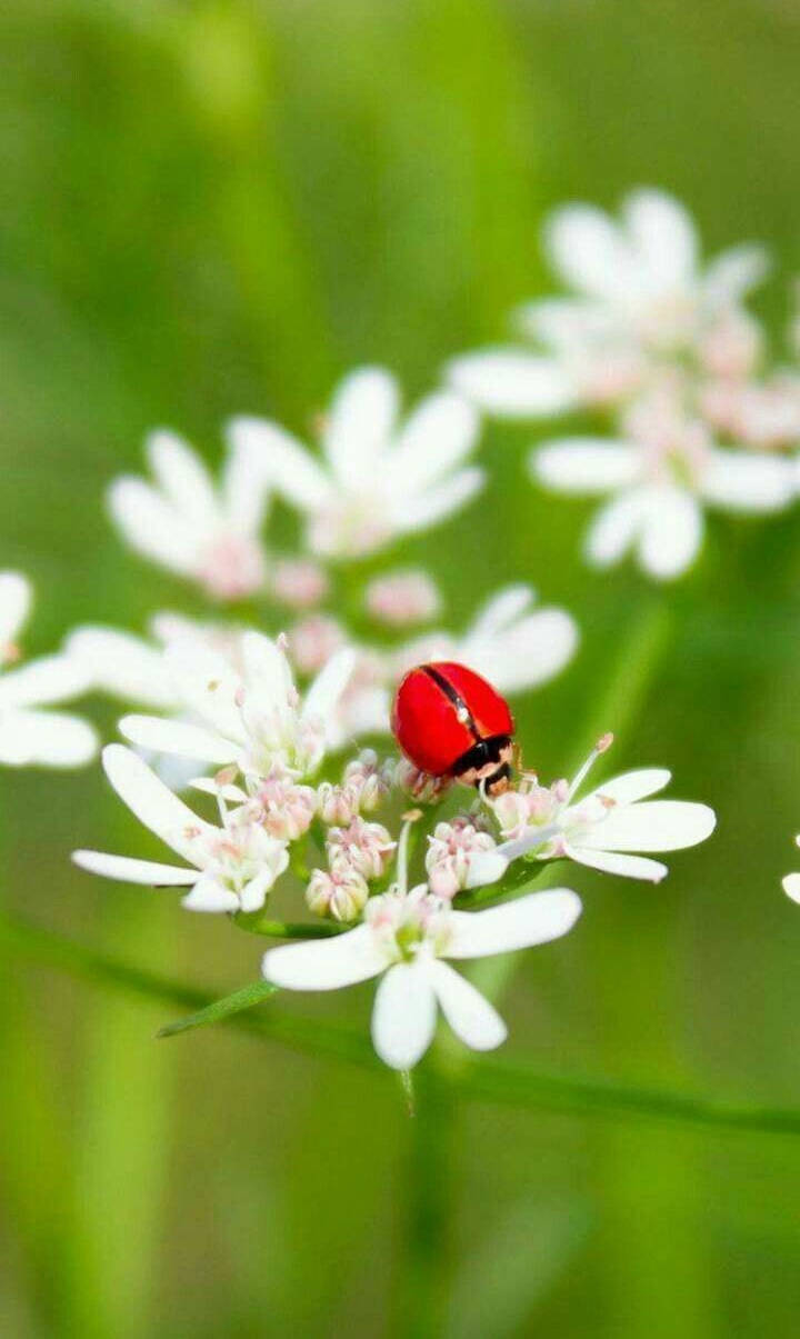 ladybug 桌布 壁紙 — 一隻鮮紅色的瓢蟲輕輕地棲息在一簇小白花上，背景是柔和的綠色模糊背景。