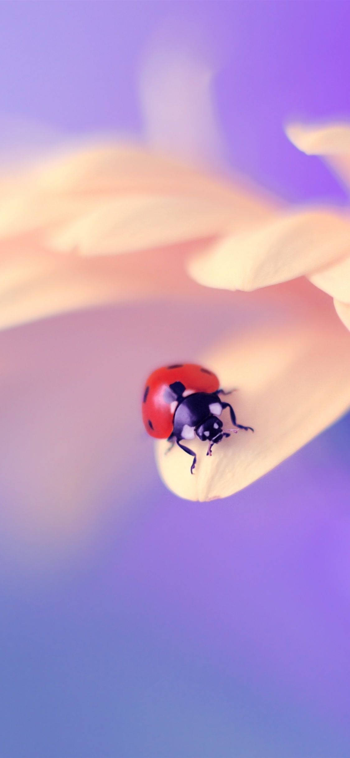 ladybug 桌布 壁紙 — 一隻鮮紅色的瓢蟲輕輕地棲息在柔軟的黃色花瓣上，背景是夢幻的紫色漸變。