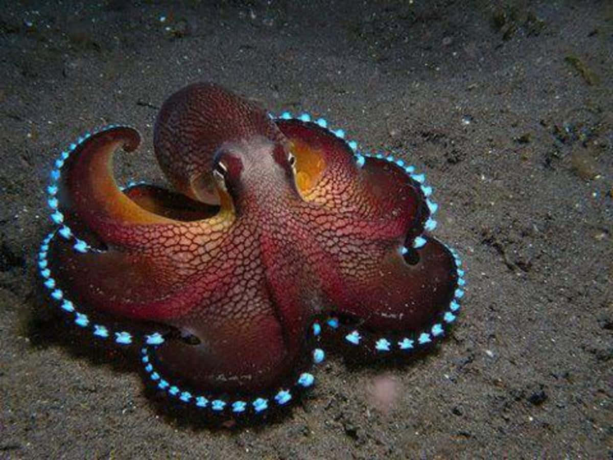 Sea Animal 桌布 壁紙 — 一隻鮮紅色的章魚，觸手上帶有發光的藍色環，躺在黑暗的沙質海底上休息。