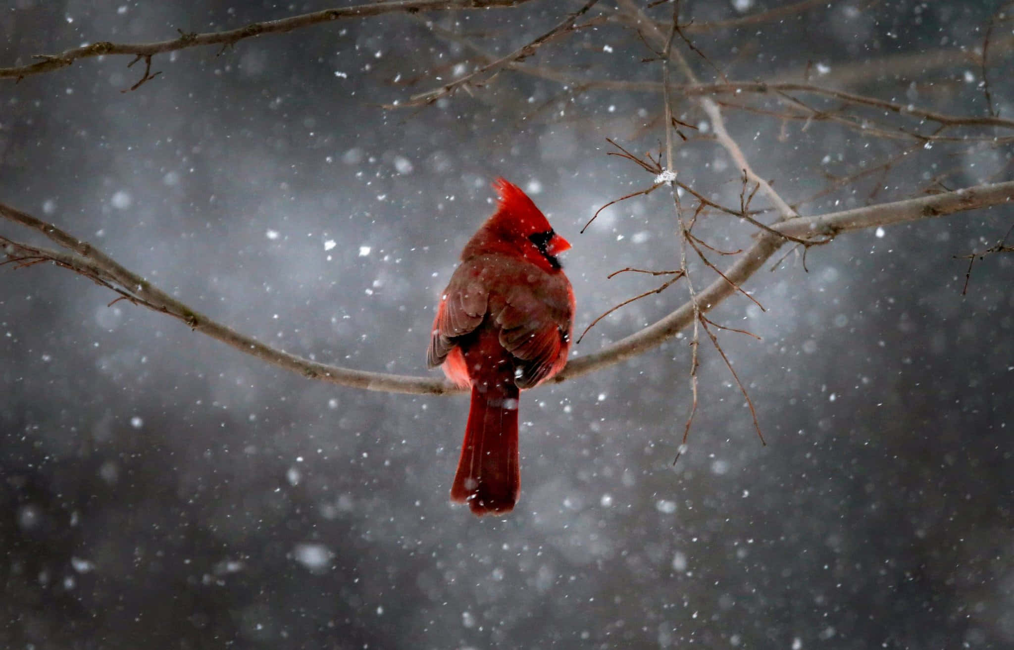 Cardinal 桌布 壁紙 — 一隻鮮紅色的紅衣鳳頭鳥棲息在光禿禿的樹枝上，雪花在柔和的灰色冬日背景下飄落。