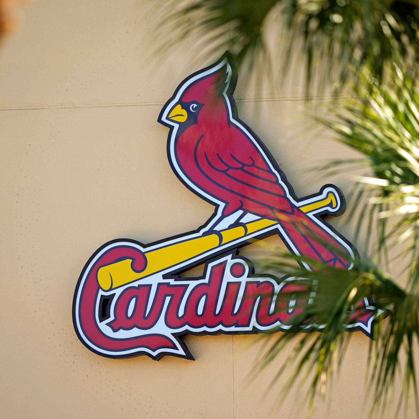 Cardinals 桌布 壁紙 — 一隻鮮紅色的紅雀標誌棲息在交叉的球棒上，背景是米色牆壁和柔焦的棕櫚葉。