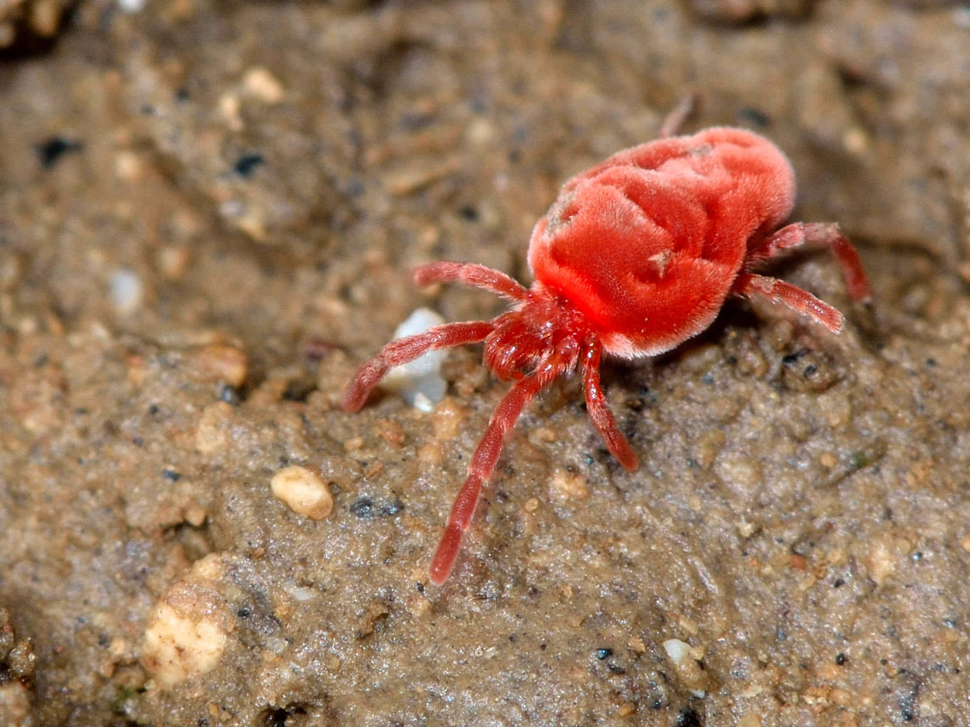 Red Spider 桌布 壁紙 — 一隻鮮紅色的絨蟎在紋理分明的棕色土壤表面上爬行，呈現清晰的微距細節。