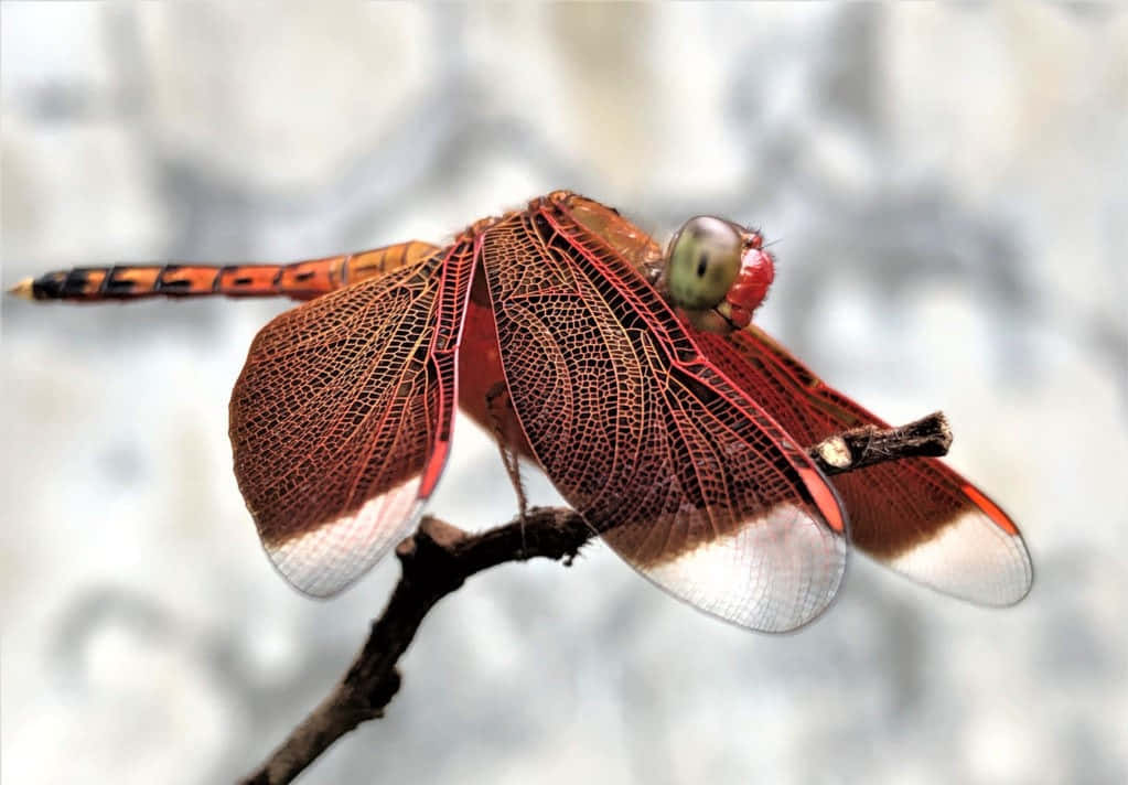 Red Dragonfly 桌布 壁紙 — 一隻鮮紅色的蜻蜓，帶有複雜的翅脈，輕輕地停在一根深色的小樹枝上，背景柔和模糊。