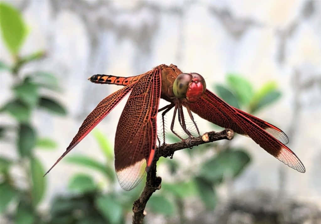 Red Dragonfly 桌布 壁紙 — 一隻鮮紅色的蜻蜓，帶有複雜的翅膀圖案，輕輕停在一根樹枝上，背景是柔和模糊的綠色和灰色。