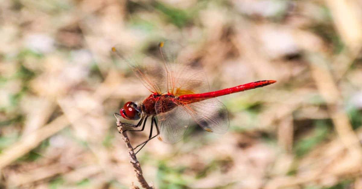 Red Dragonfly 桌布 壁紙 — 一隻鮮紅色的蜻蜓在柔和模糊的自然背景下，優雅地停在一根小樹枝上。