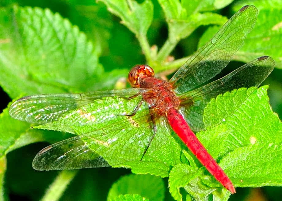 Red Dragonfly 桌布 壁紙 — 一隻鮮紅色的蜻蜓輕巧地停在一塊茂盛的綠葉上，複雜的翅脈捕捉著光線。