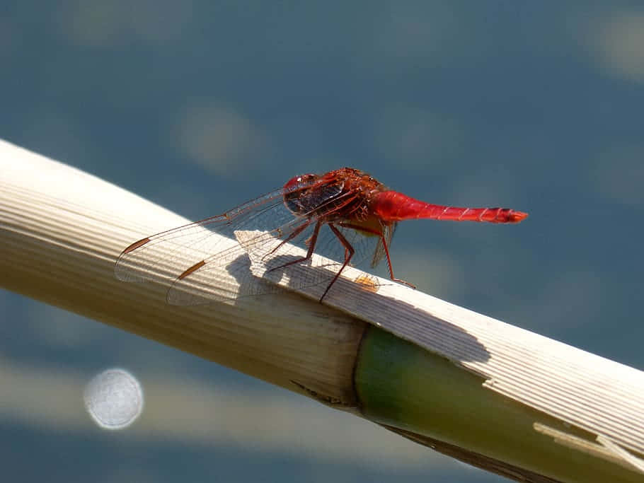 Red Dragonfly 桌布 壁紙 — 一隻鮮紅色的蜻蜓輕巧地停在一根陽光照耀的蘆葦莖上，背景是柔和的藍色水面。