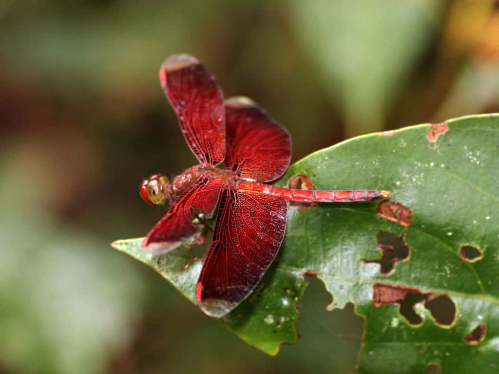 Red Dragonfly 桌布 壁紙 — 一隻鮮紅色的蜻蜓輕輕停在一塊有洞的綠葉上，其半透明的翅膀捕捉著柔和自然光。