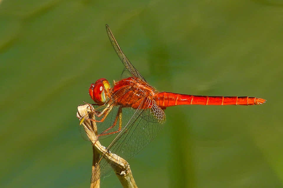 Red Dragonfly 桌布 壁紙 — 一隻鮮紅色的蜻蜓輕輕停在一根乾枯的樹枝上，背景是柔和的綠色模糊效果。