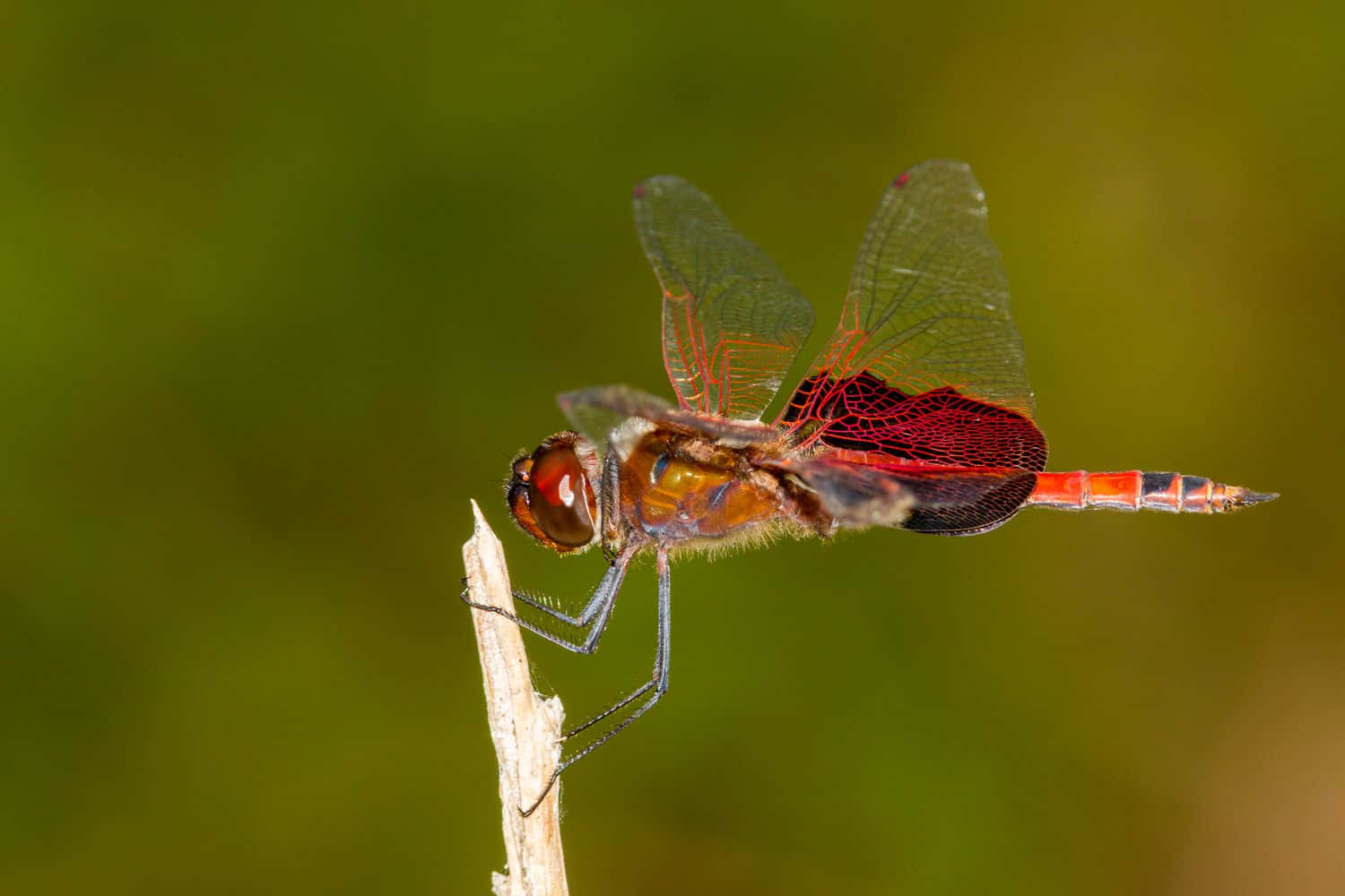 Red Dragonfly 桌布 壁紙 — 一隻鮮紅色的蜻蜓輕輕停在一根乾枯的樹枝上，背景是柔和的綠色模糊效果。