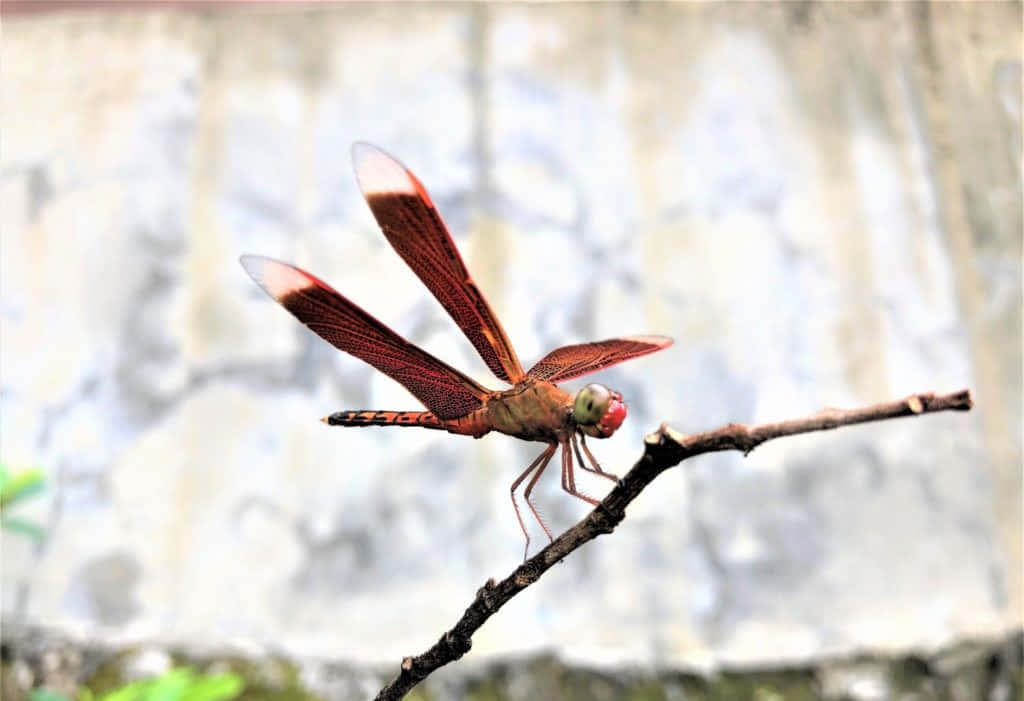 Red Dragonfly 桌布 壁紙 — 一隻鮮紅色的蜻蜓輕輕停在一根深色的小樹枝上，背景是柔和模糊的石牆。