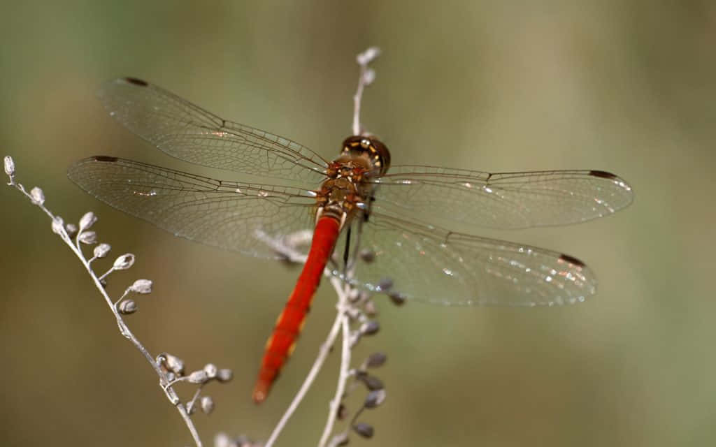 Red Dragonfly 桌布 壁紙 — 一隻鮮紅色的蜻蜓輕輕停在一根細枝上，背景是柔和的綠色模糊效果。