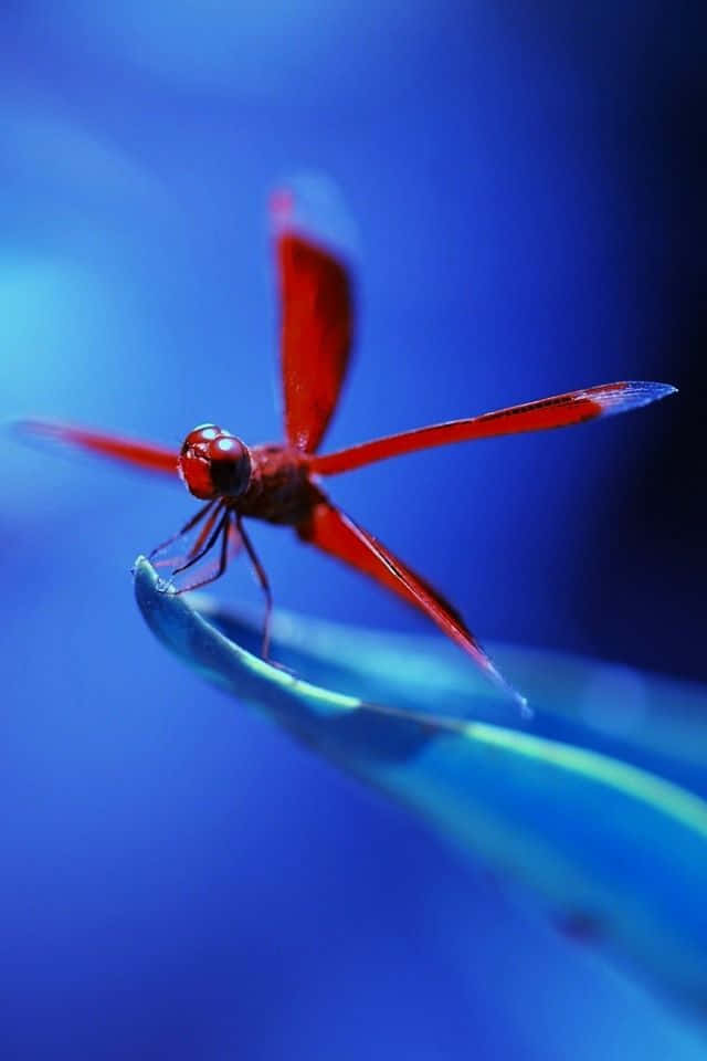 Blue Dragonfly 桌布 壁紙 — 一隻鮮紅色的蜻蜓輕輕地停在一塊彎曲的藍色葉子上，背景是柔和模糊的藍色。