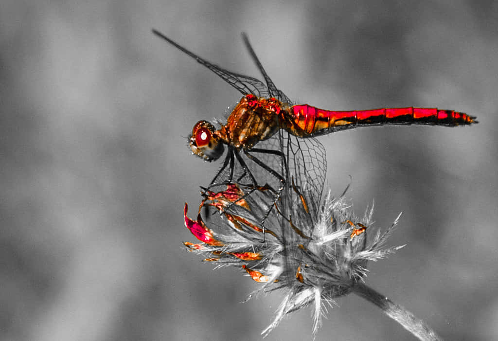Red Dragonfly 桌布 壁紙 — 一隻鮮紅色的蜻蜓輕輕地停在一朵乾花頭上，背景是單色模糊的。