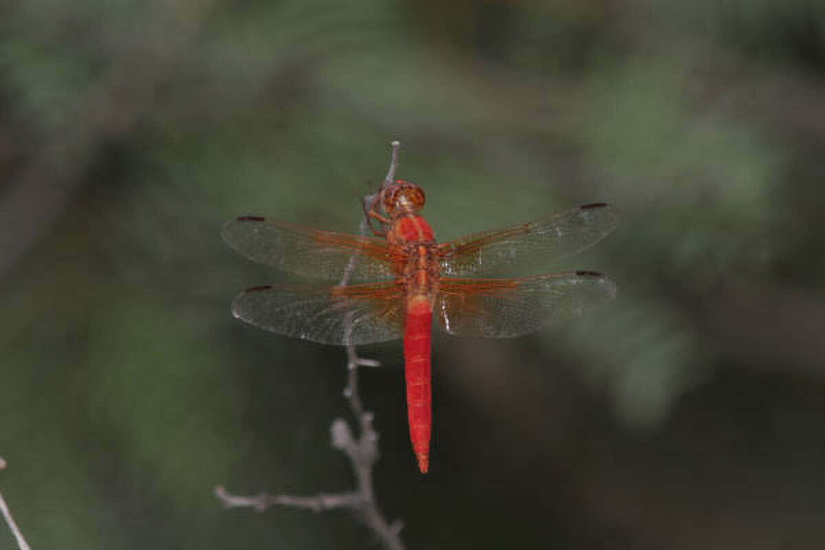 Red Dragonfly 桌布 壁紙 — 一隻鮮紅色的蜻蜓輕輕地停在一根細枝上，背景是柔和模糊的綠色。