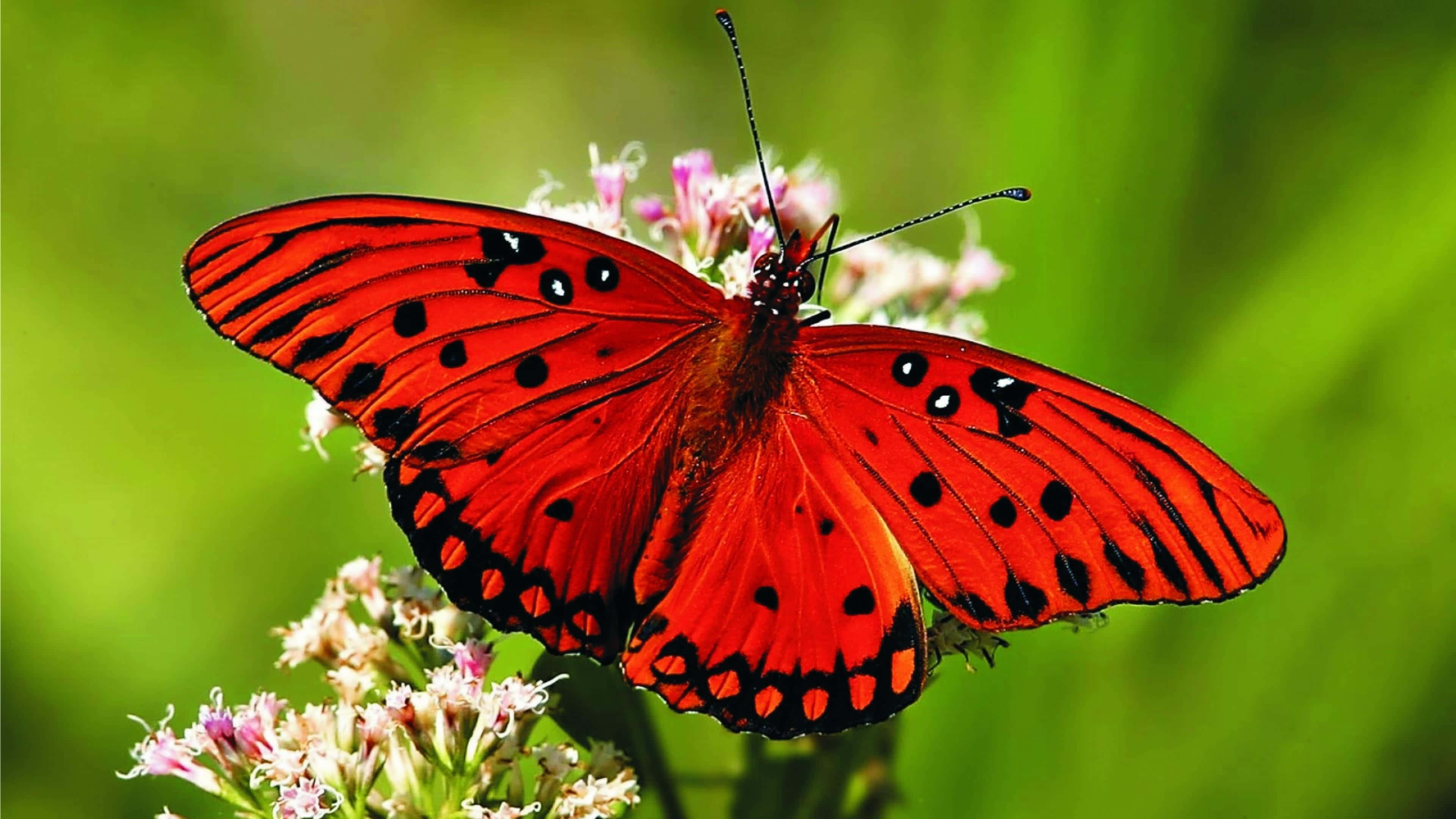 Butterfly Photography 桌布 壁紙 — 一隻鮮紅色的蝴蝶帶有黑色斑點，優雅地停在粉紅色的花朵上，背景是茂密的綠色。