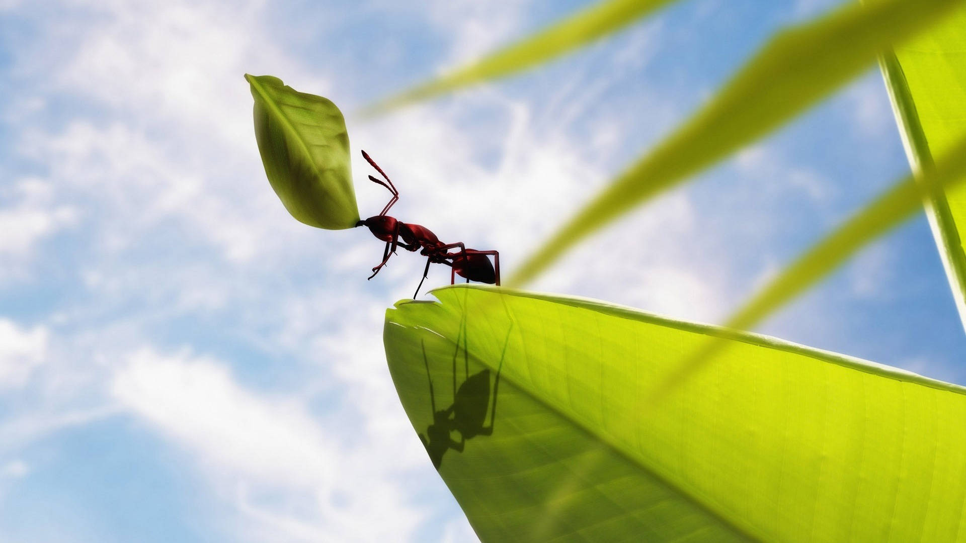ant 桌布 壁紙 — 一隻鮮紅色的螞蟻在藍天白雲的背景下，帶著一片細小的葉子橫跨在一片鮮綠色的葉子上。