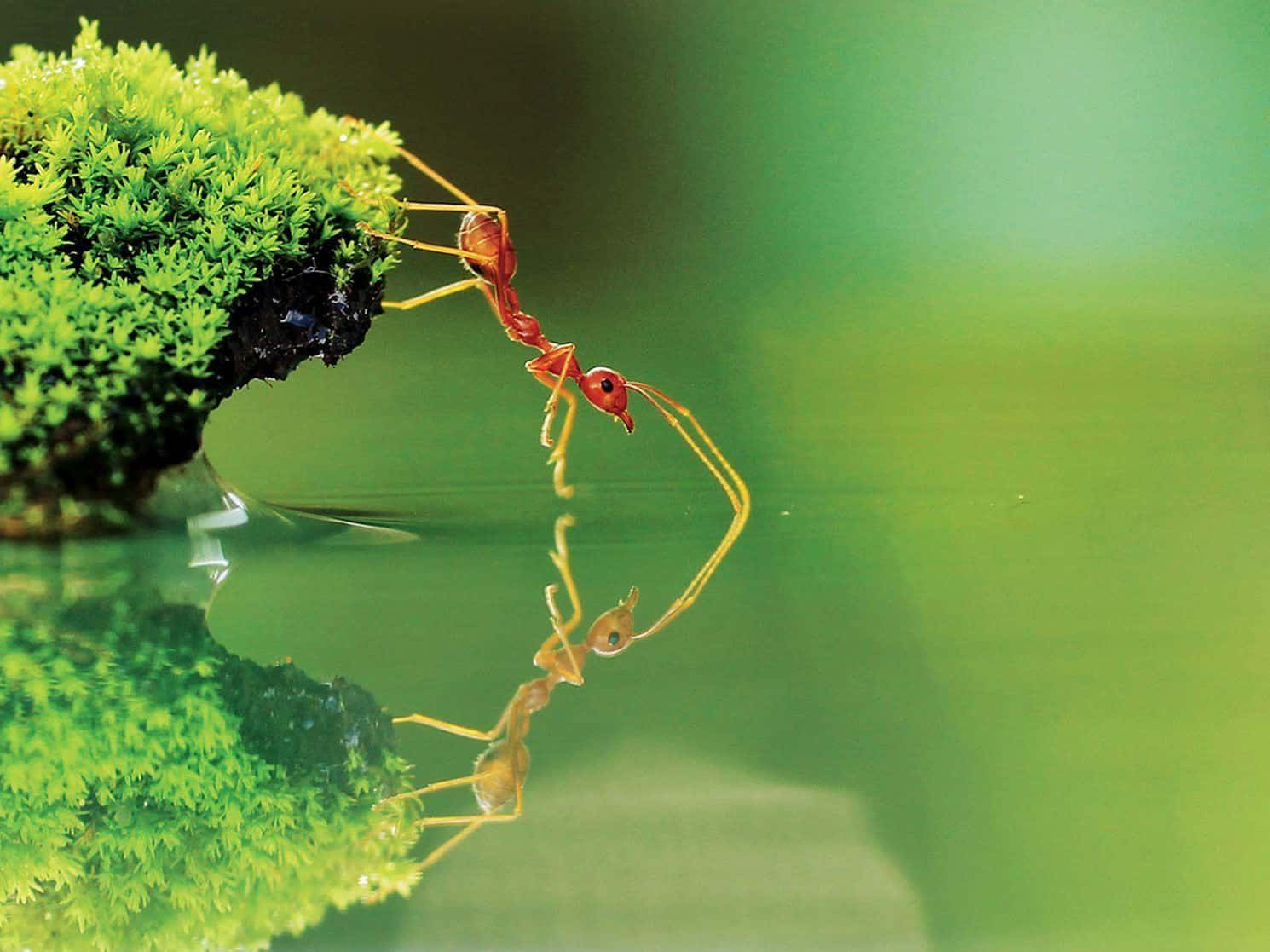 National Geographic Desktop 桌布 壁紙 — 一隻鮮紅色的螞蟻爬在平靜水面上長滿苔蘚的岩石邊緣，其倒影完美地映照在下。