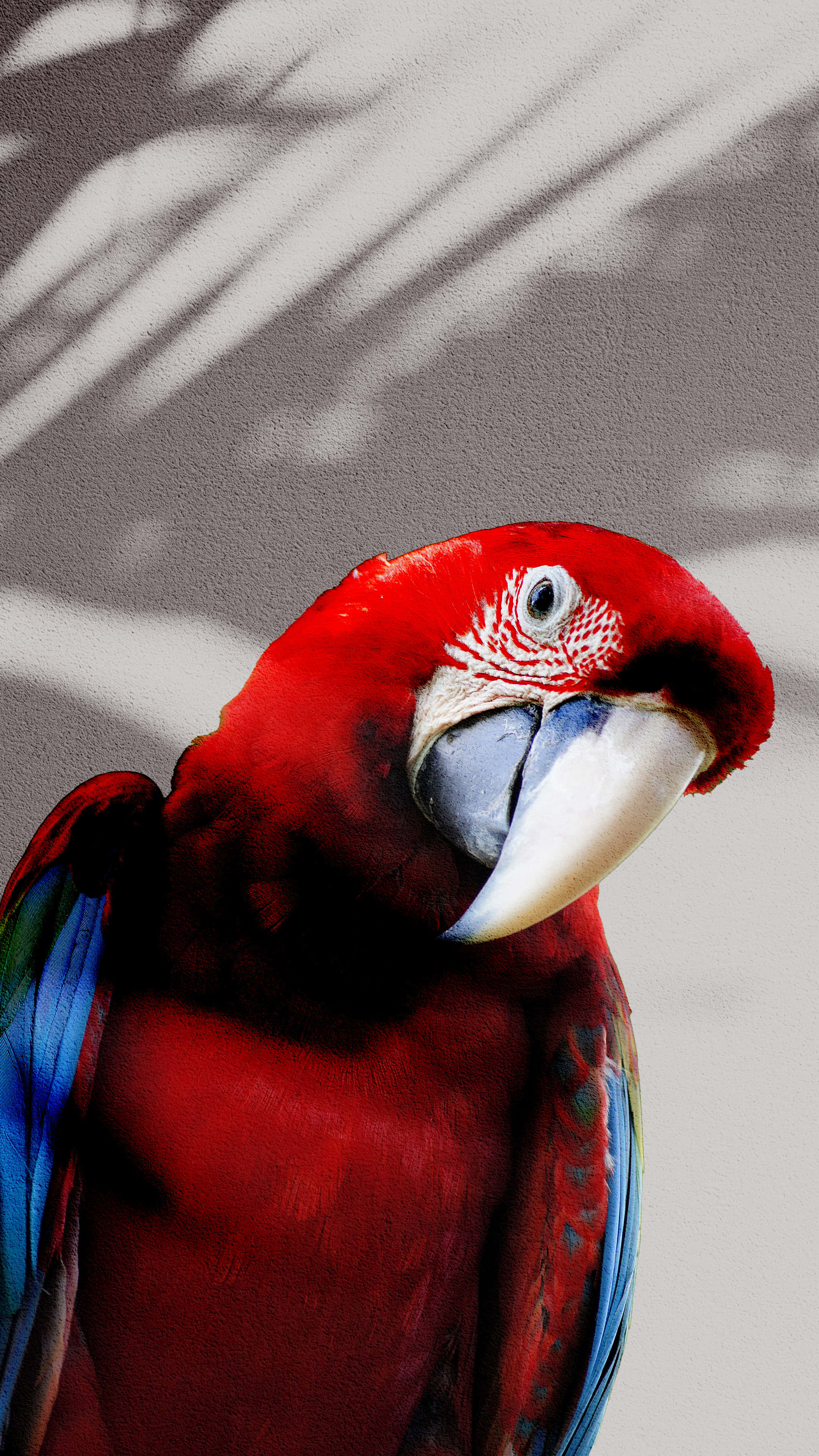 parrot 桌布 壁紙 — 一隻鮮紅色的金剛鸚鵡，帶有藍色翅膀羽毛，在投射葉影的紋理牆壁前專注地凝視。