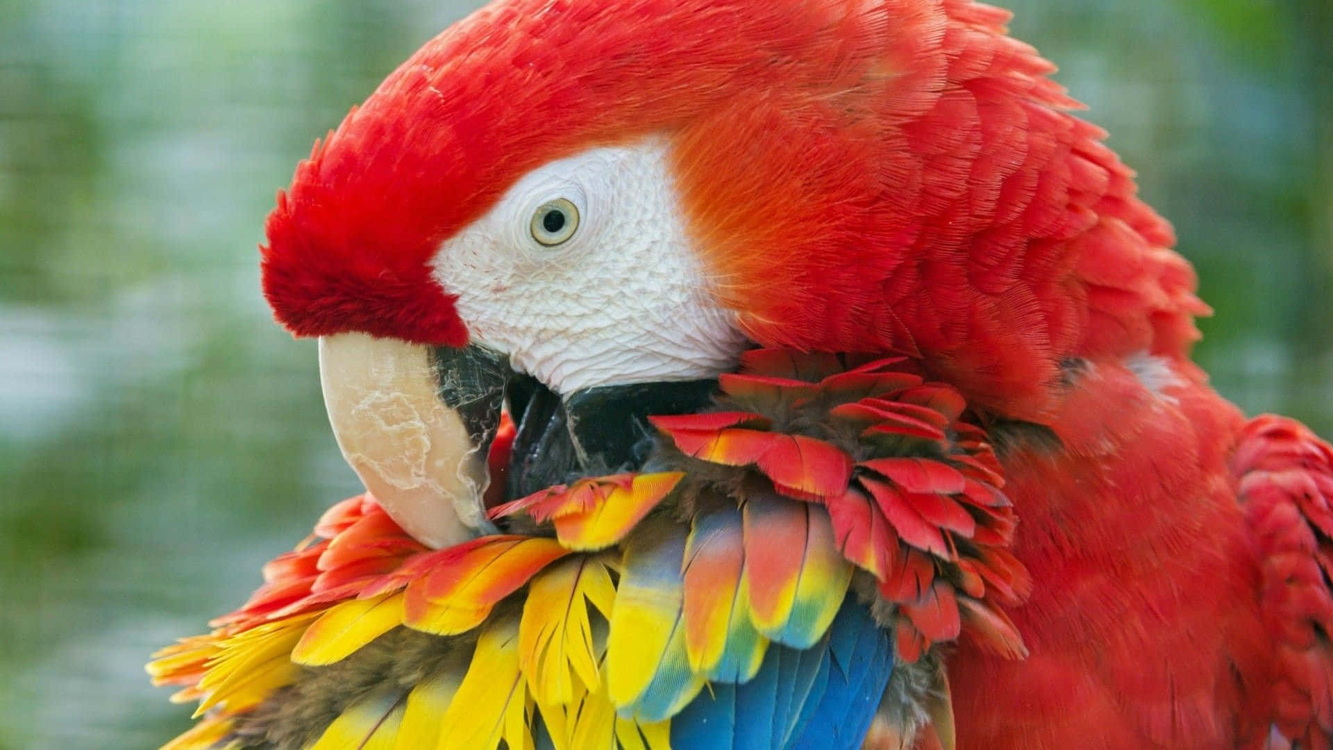 parrot 桌布 壁紙 — 一隻鮮紅色的金剛鸚鵡，白色臉部，色彩繽紛的黃藍羽毛，在柔和的綠色背景下梳理胸部羽毛。