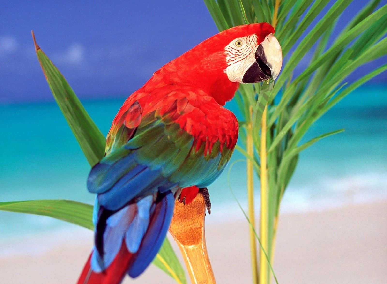parrot 桌布 壁紙 — 一隻鮮紅色的金剛鸚鵡棲息在棕櫚葉上，背景是碧綠的海洋和藍天。