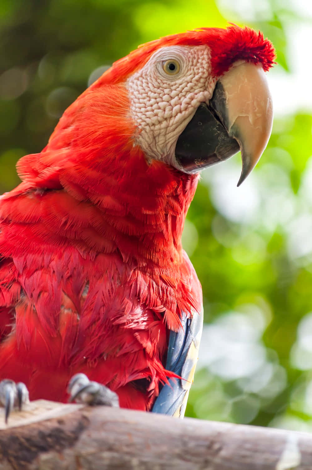 parrot 桌布 壁紙 — 一隻鮮紅色的金剛鸚鵡棲息在樹枝上，背景有茂密的綠色葉片柔和地模糊。