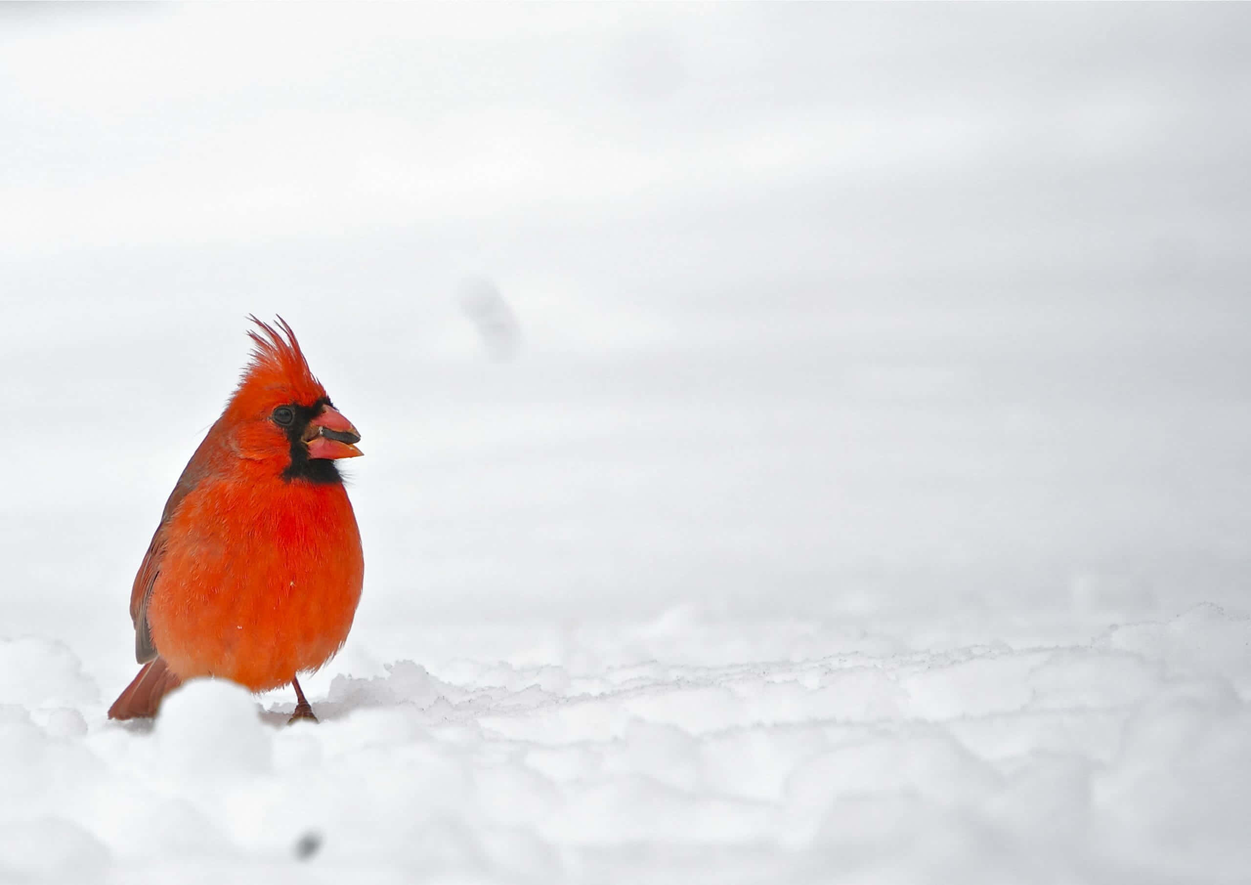 Cardinal 桌布 壁紙 — 一隻鮮紅色的雄性紅衣主教鳥在白雪皚皚的冬季景觀中警覺地站立，其鮮豔的羽毛與白雪形成鮮明對比。
