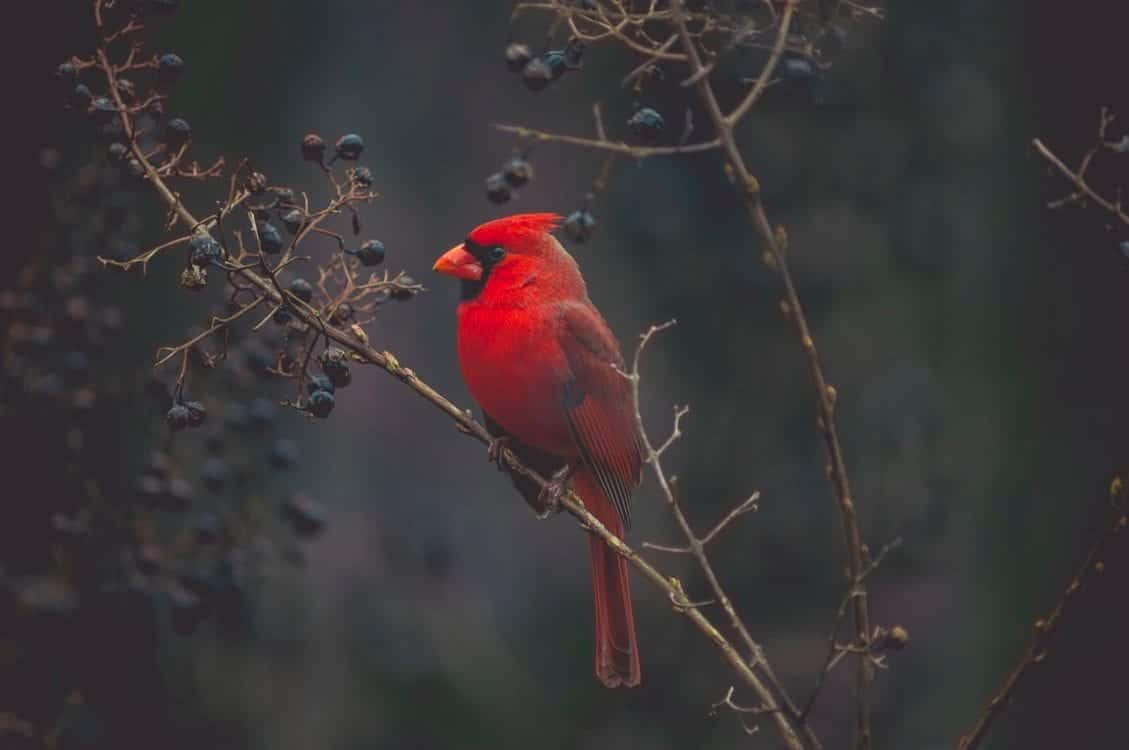 Cardinal 桌布 壁紙 — 一隻鮮紅色的雄性紅衣主教鳥棲息在一根帶有深色漿果的裸露樹枝上，背景是柔和模糊的森林。